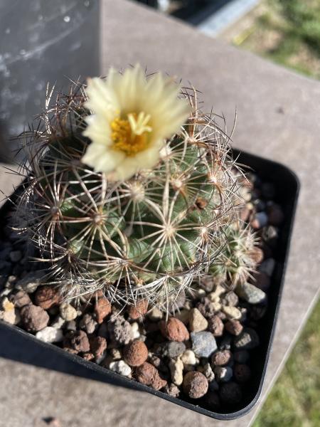 Coryphantha nickelsiae